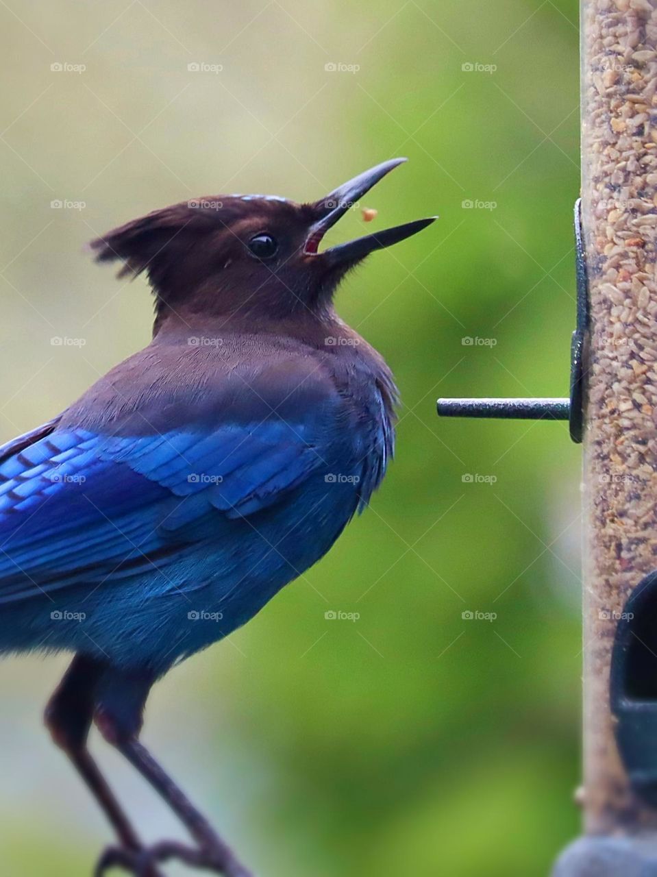 Bright blue feathers adorn a Stellars Jay as it feeds from a feeder in the backyard of a Northwest homestead 