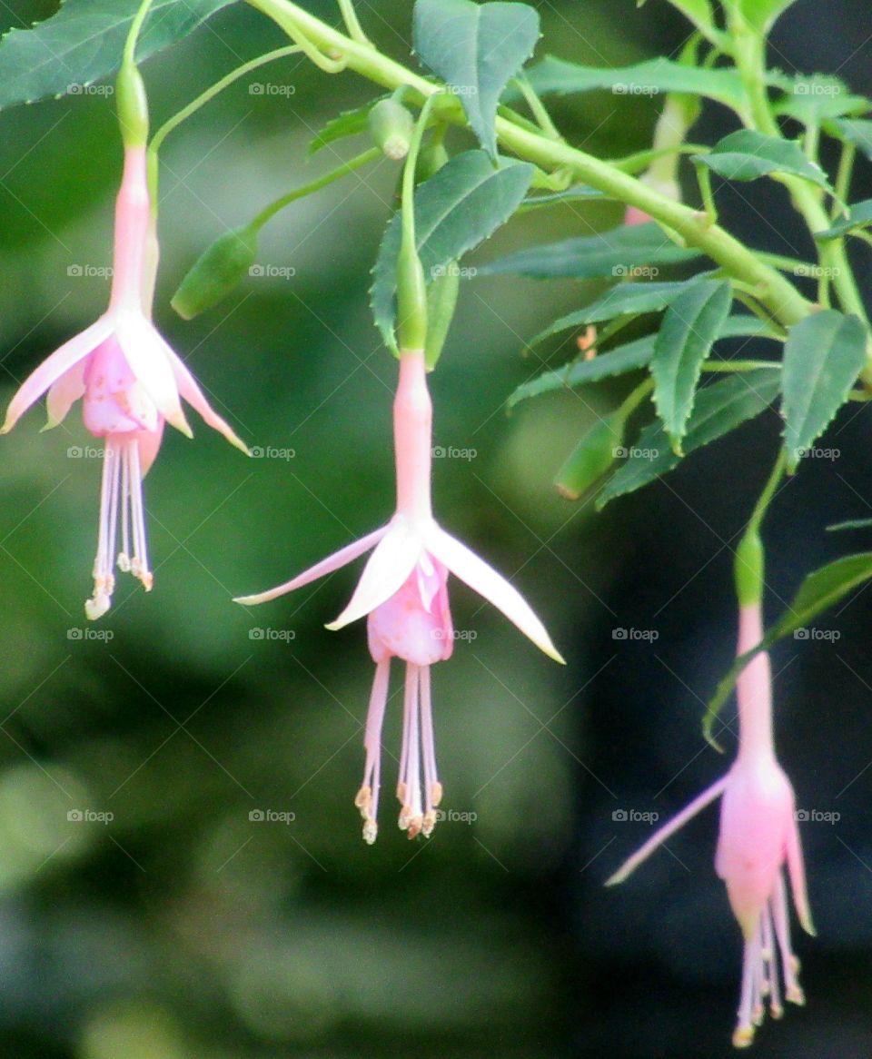 Three pink fuchsias looking like they are ready for ballet dancing