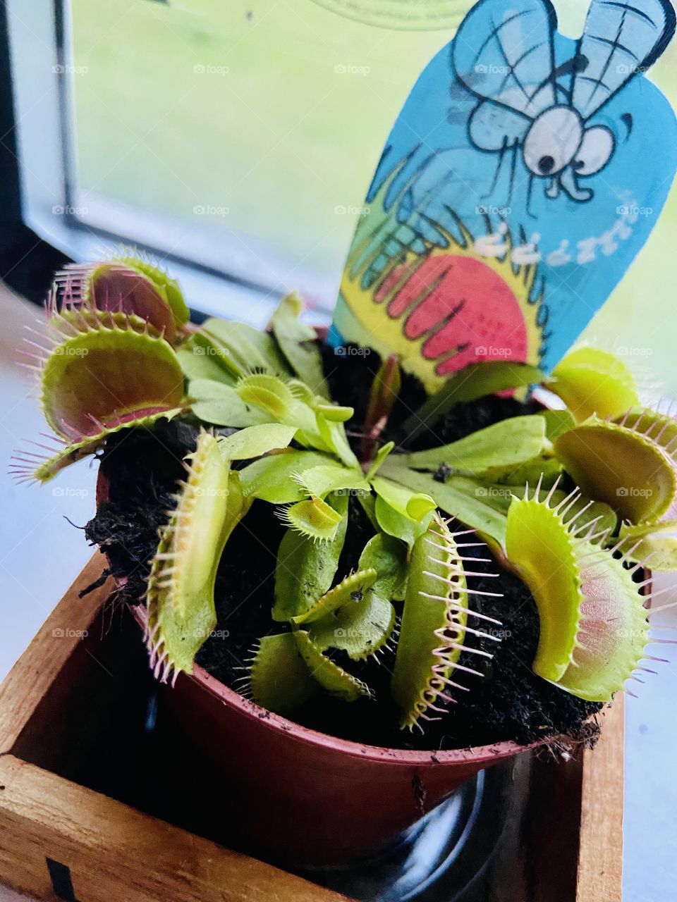 Venus Flytrap 🪴