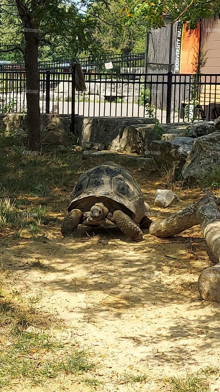 Tortoise