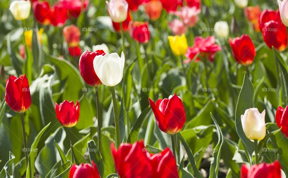 Red and white tulips . spring background