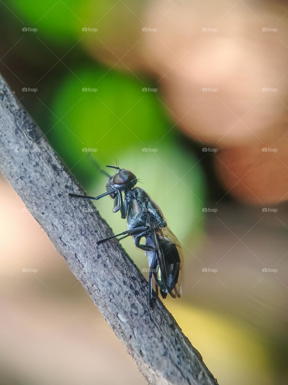 A forest fly on a wooden branch on a bokeh background.