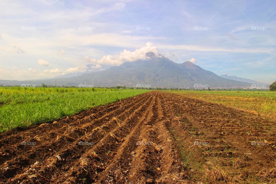 A field ready to be planted with rice, at the foot of the mountain