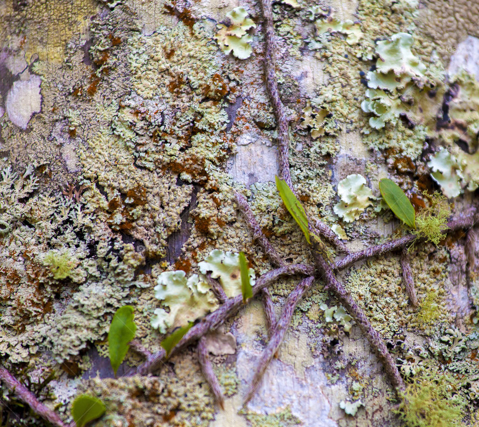 Tree texture