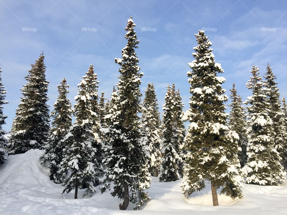 Snow and sunlight on trees in Sweden 