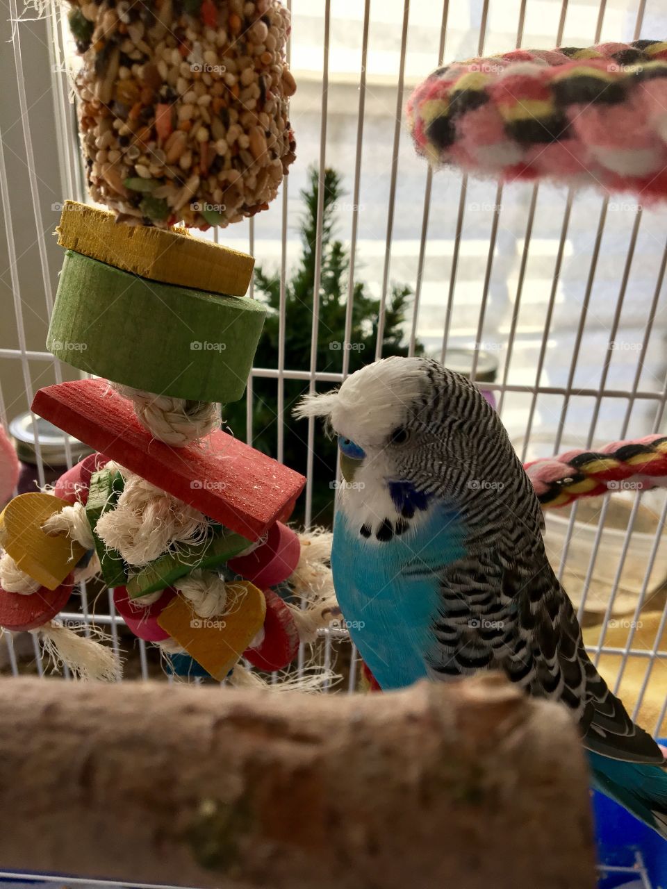 Mommy, my floof is a mess!