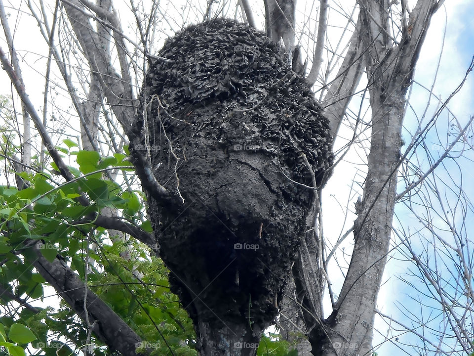 Large Ants Nest In Tree