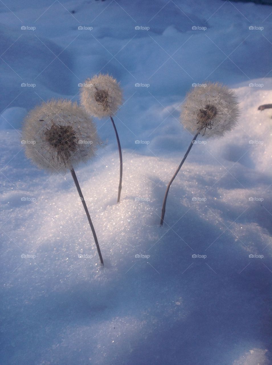 winter. snow. dandelion