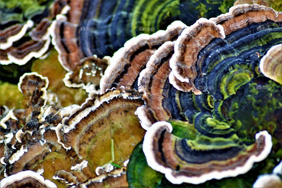 colorful blue green yellow brown and white shelf fungus close up macro image