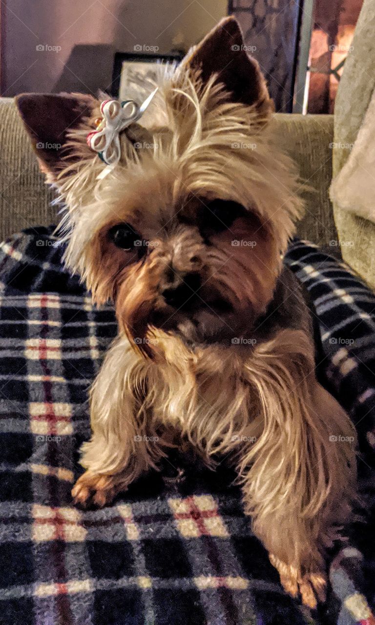 Yorkshire terrier