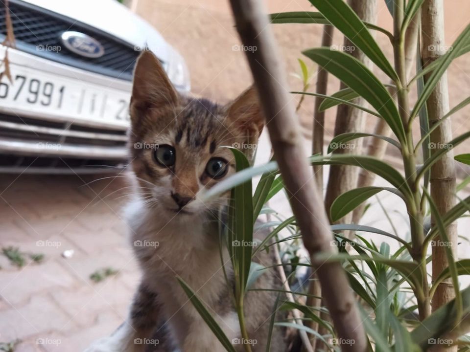 Beautiful cat looking at camera