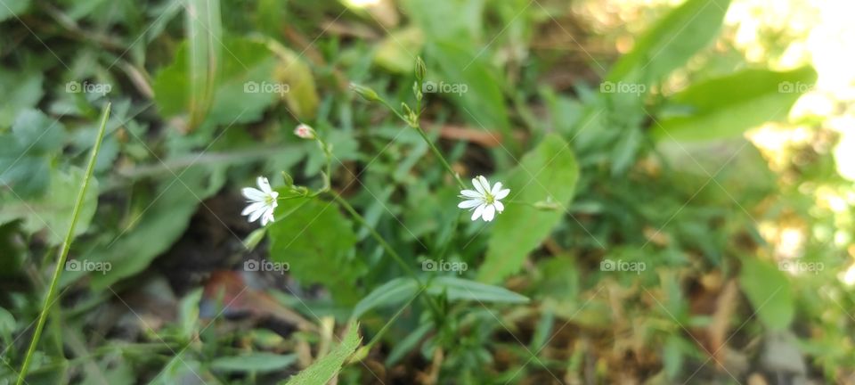 starwort medium