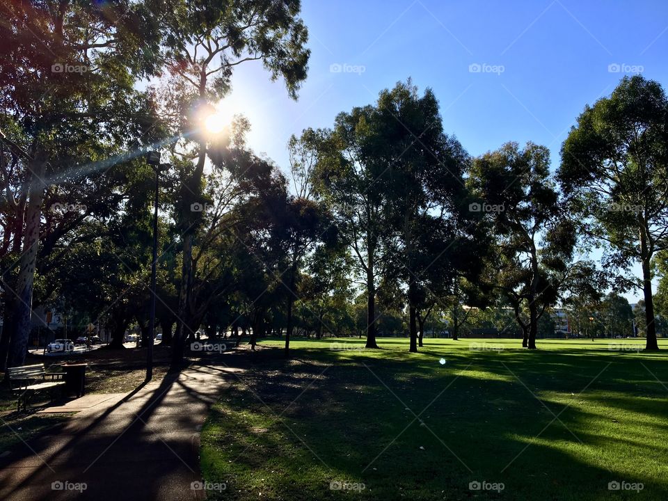 Sunlight in the afternoon shows us stunning views in the urban park where many trees are growing.