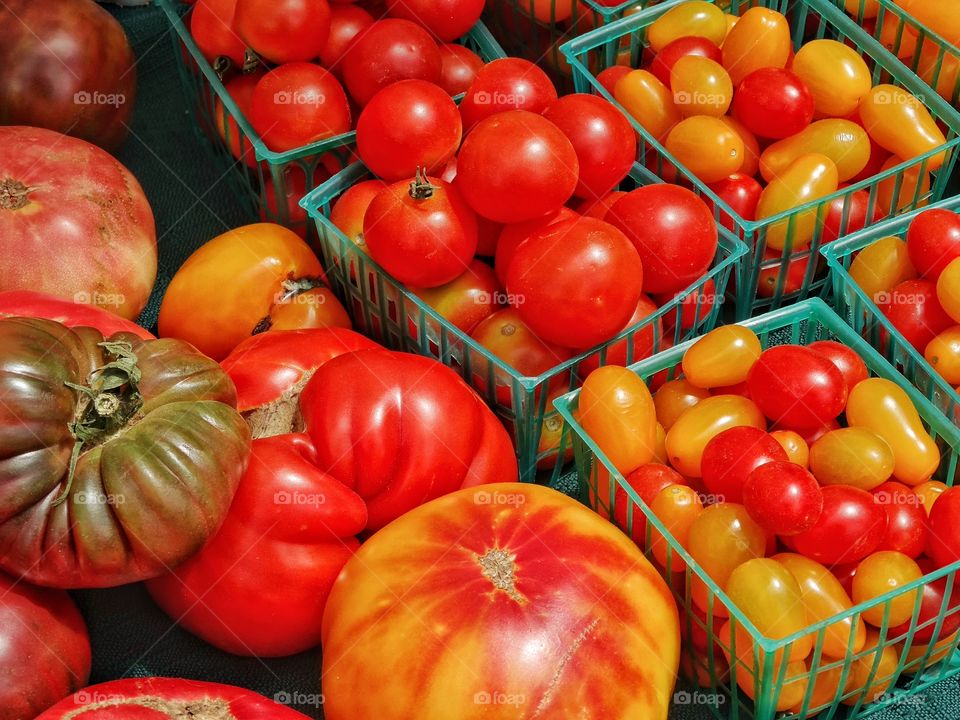 Fresh Ripe Tomatoes. Fresh Ripe Organic Tomatoes
