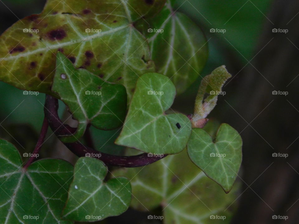 Feuillages verts du jardin 