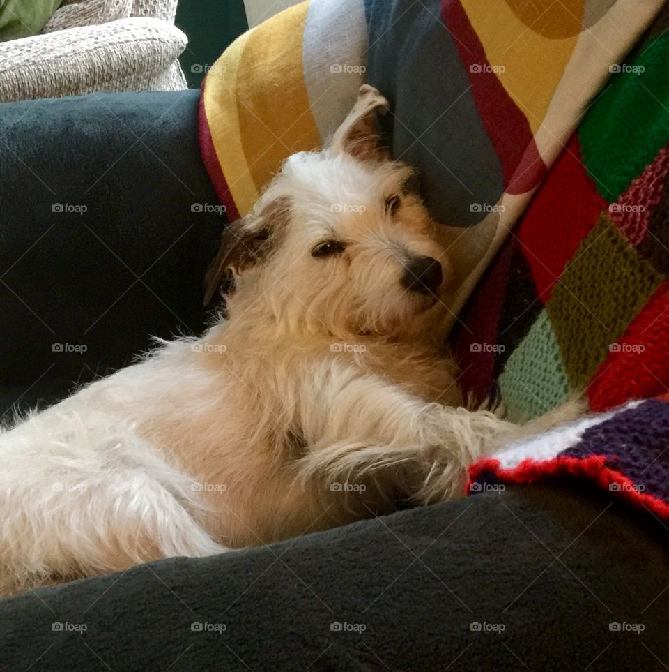 Parson Jack Russell  relaxing in my chair! 