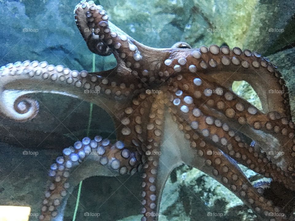 Octopus - Milan, Italy