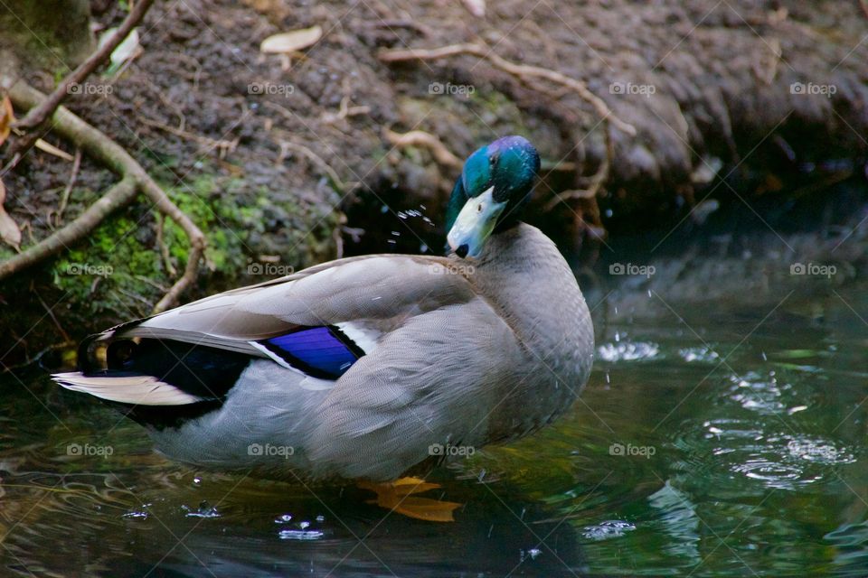 Wild duck