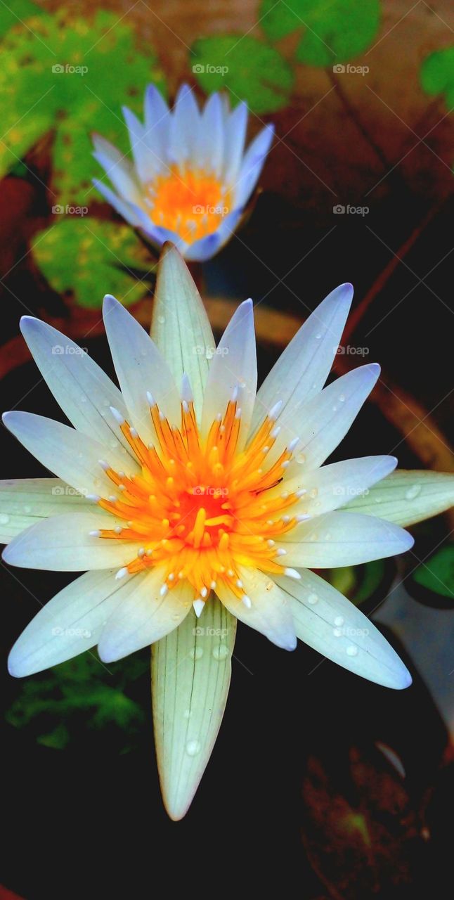 naturelove, beautiful flowers, drak background, flowers