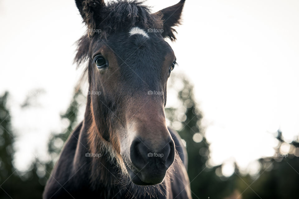 Young Foal