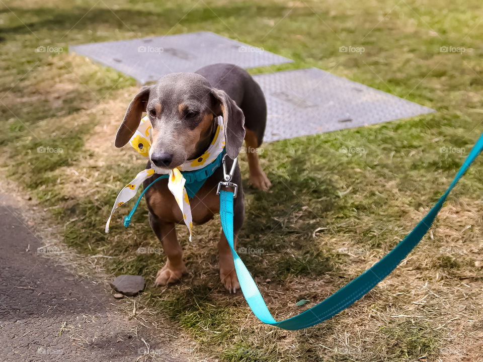 Cute little daschaund (sausage dog) wearing a cooling summer crevat