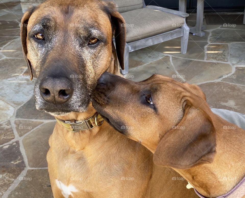 Puppy Rhodesian ridgeback dog kisses elder dog on the cheek
