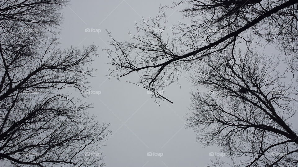 winter treetops