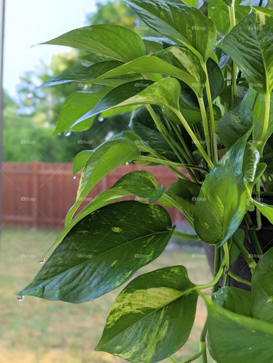 pothos hanging plant leaves with morning water droplets on the leaf outside on the patio in summer