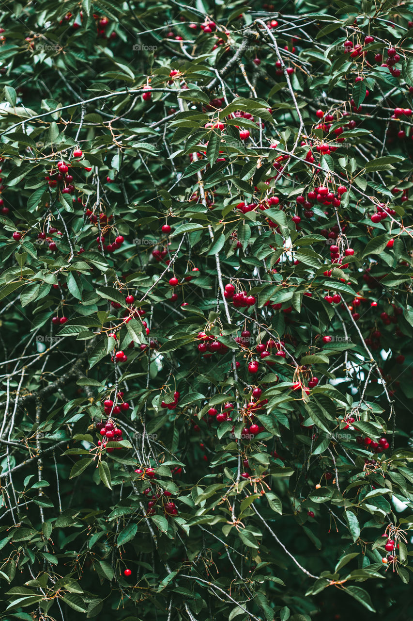 Closeup of ripe red cherry berries on tree among green leaves