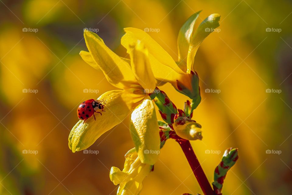 Yellow spring flowers and a ladybug