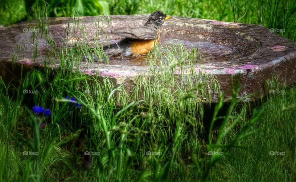 Robin bathing. Robin bathing in th birdbath, splashing around having a time of it!