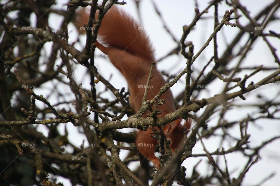 A red squirrel climbs through the bare branches of a tree in winter