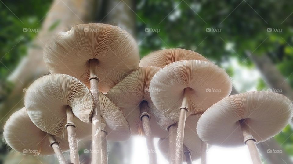 Mushrooms

￼