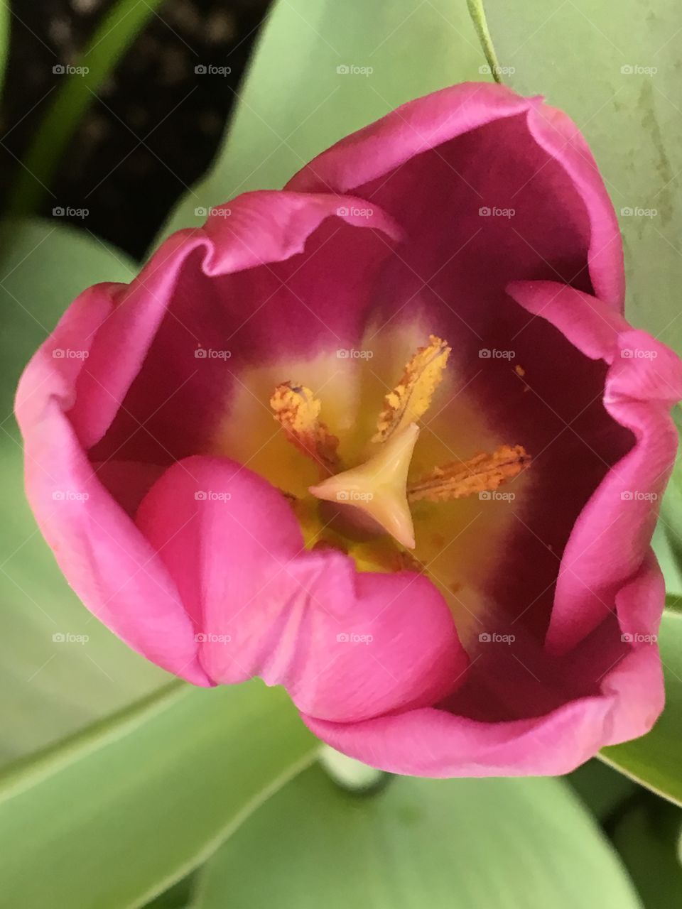 Pink tulip
