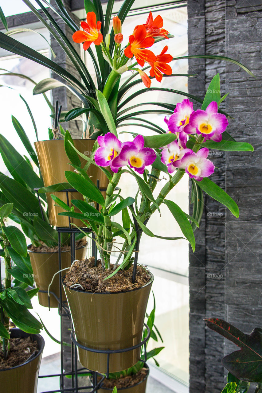 House plants in pots