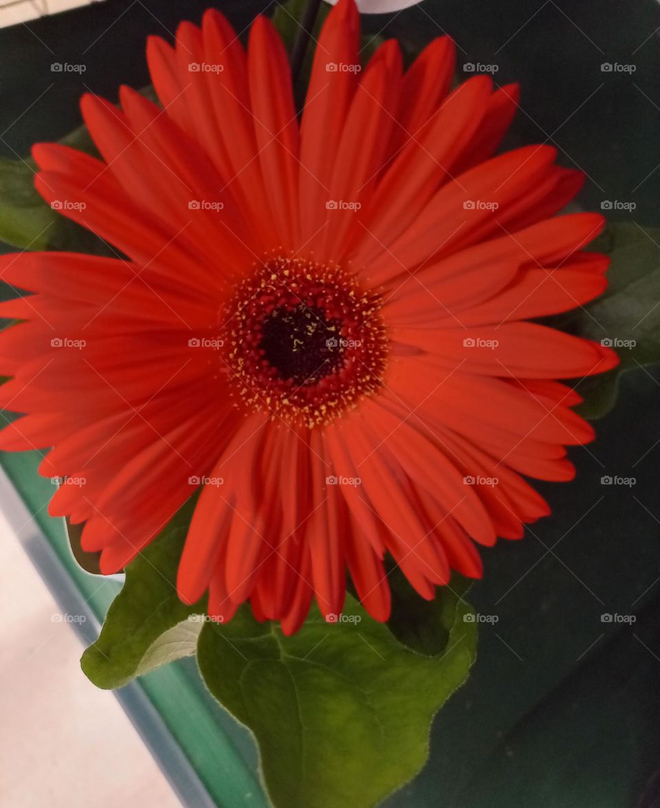 Gérbera vermelha, beleza, elegância , sofisticação e exuberância. A Gérbera é uma excelente flor para dar de presente, pois leva encantamento e energia positiva para os ambientes