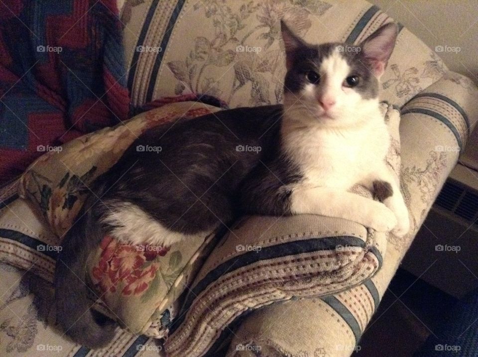 Feline sitting on the couch