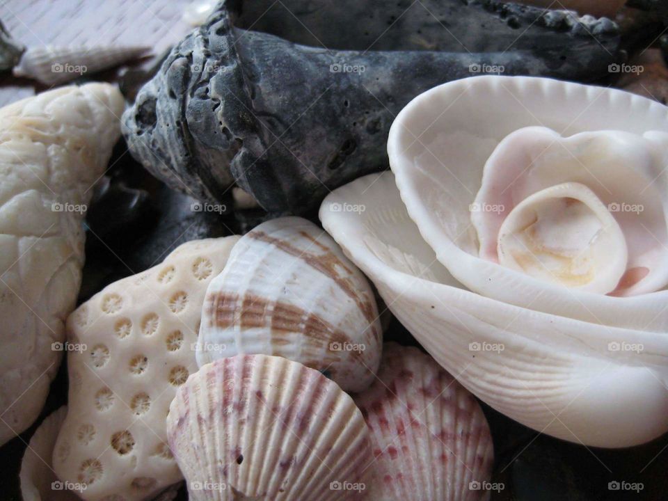 sea shells