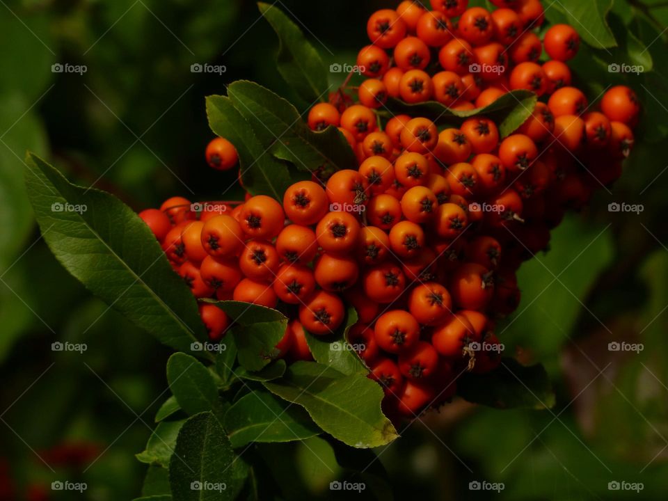 Lipstick-red berries still on the branch