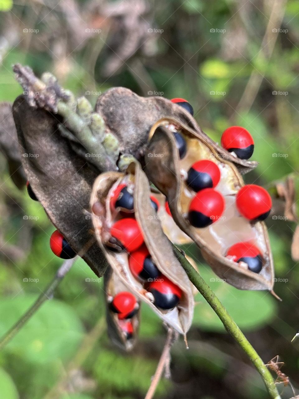 📸Capture the Power of Complementary Colors 