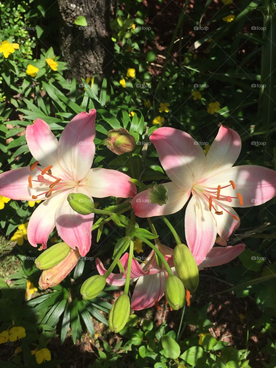 A fresh walk outside in the summer. Here is the garden in full bloom including this pink flower. 