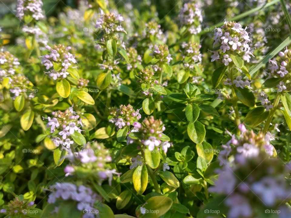 Editor's Choice - Photo of the Week