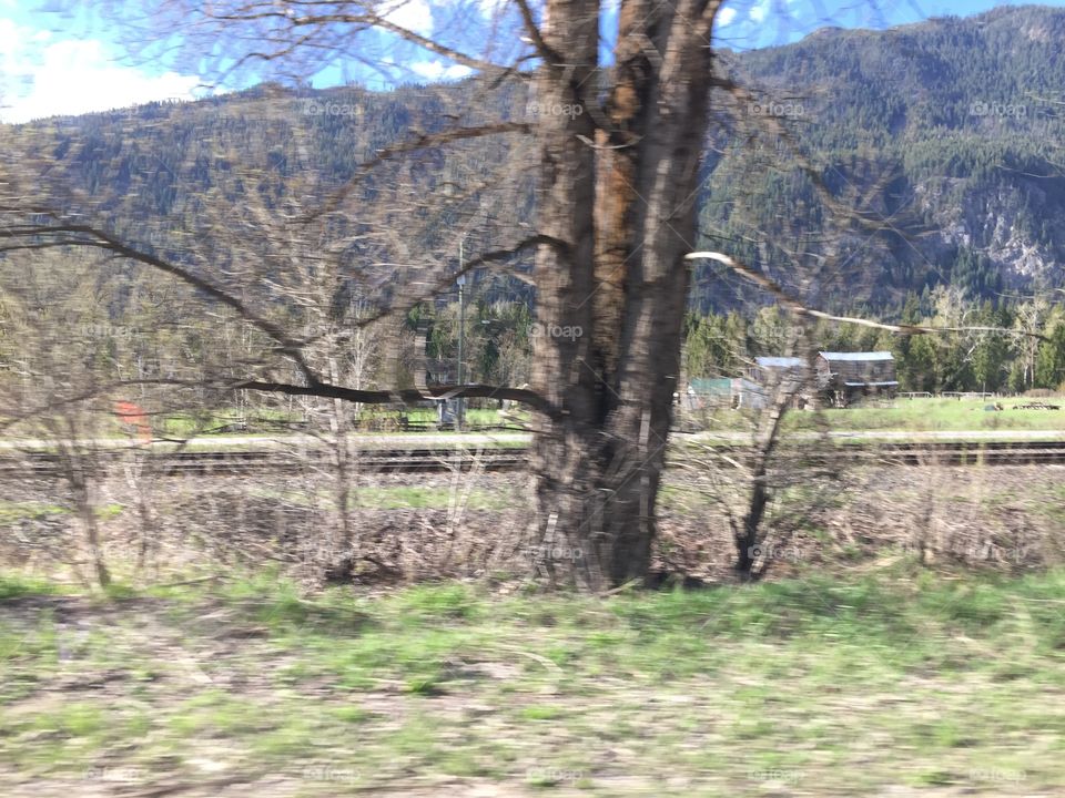  Narly tree in California 