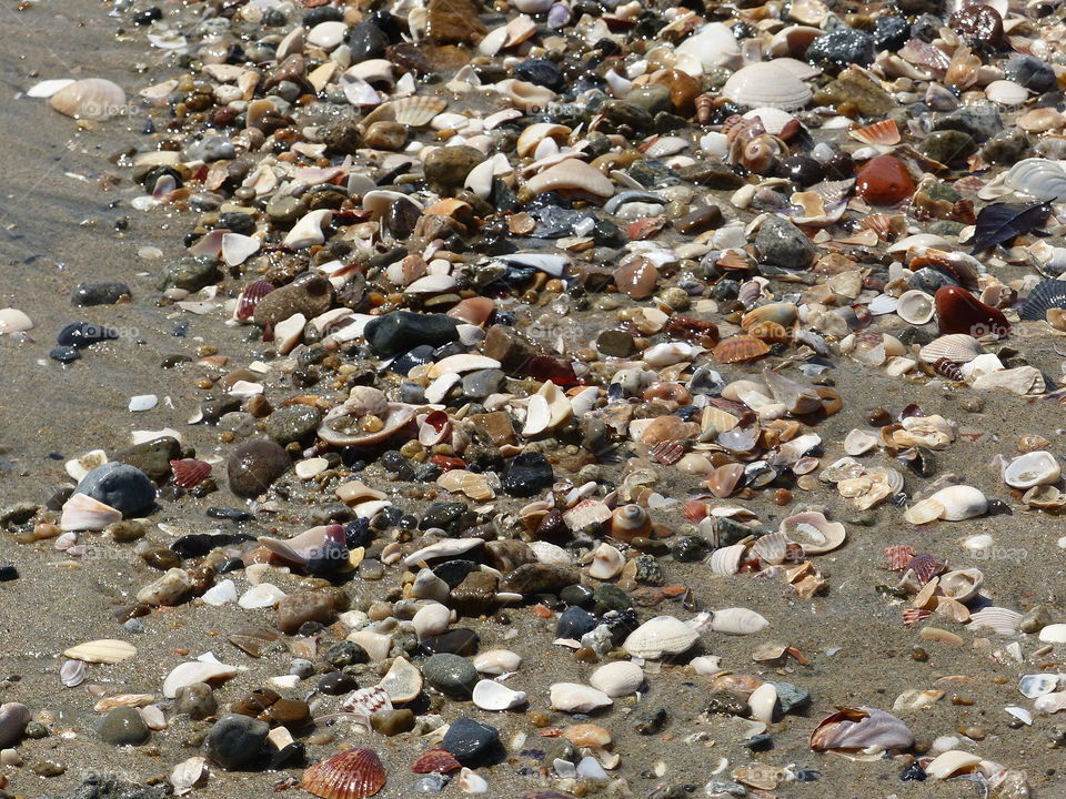 Bed of shells at surf line 