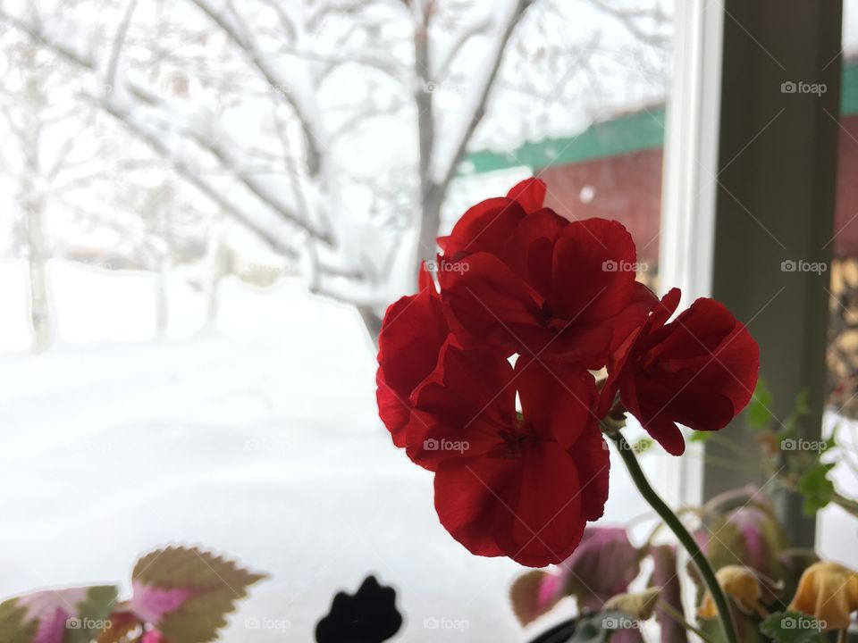 Flowers. Snow. 