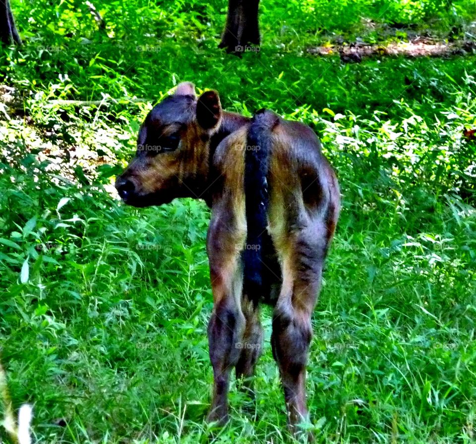 Baby calf