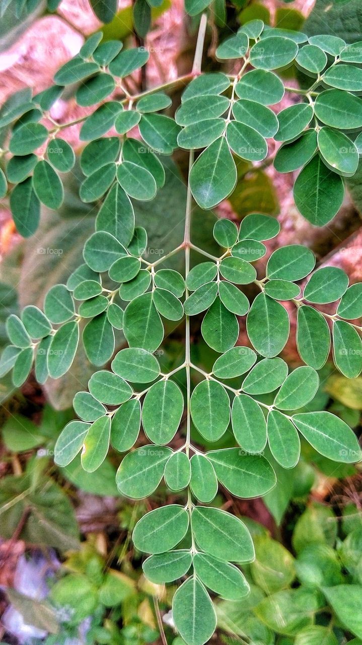 Moringa leaves which have many benefits for the body