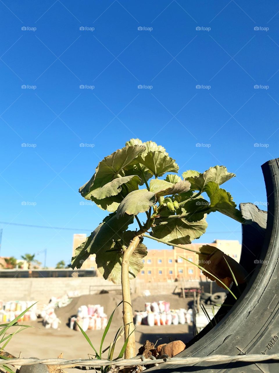 A small plant grows through an old rubber tire in a construction site filled with material bags, under a clear blue sky. A scene that symbolizes resilience in a harsh environment. Captured in Marrakech on January 1, 2025.