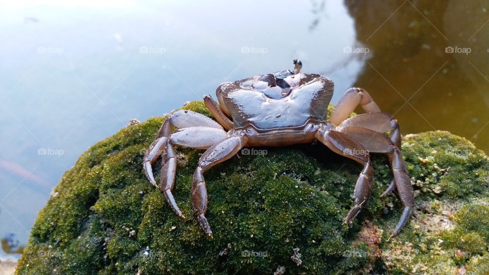 Crab