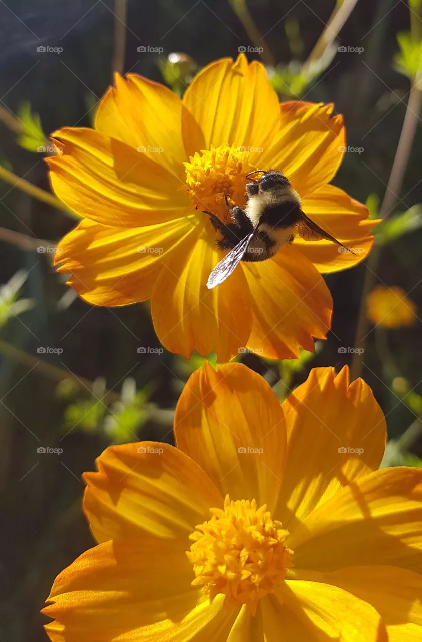yellow flowers